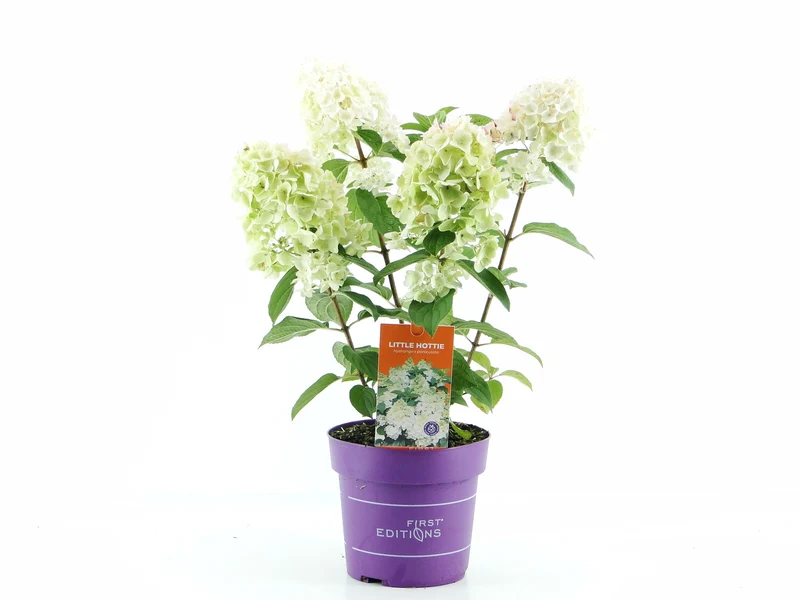 Hydrangea pan. 'Little Hottie'® C3 (3 liters kruka) 30-40 cm