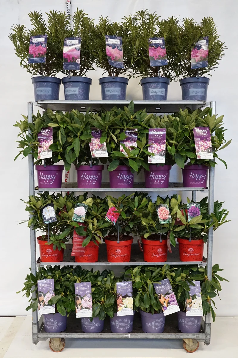 Rhododendron i sorter C5 (5 liters kruka) 30-40 cm INKARHO