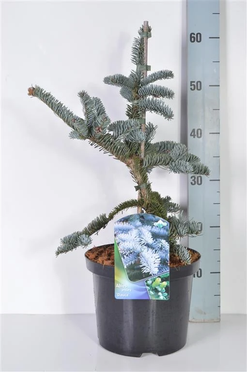 Abies procera 'Glauca' C5 (5 liters kruka) 30-40 cm