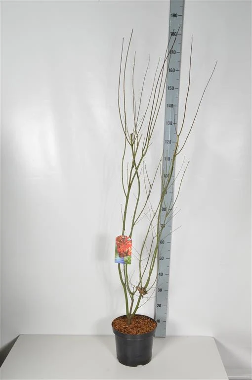 Acer palmatum C7,5 (7,5 liters kruka) 100-125 cm