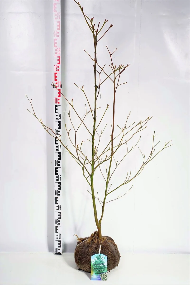Cornus controversa 100-125 cm rotklump