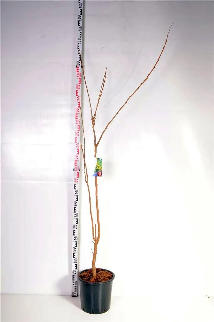 Kinesträd (Koelreuteria paniculata) C15 (15 liters kruka) 150-175 cm