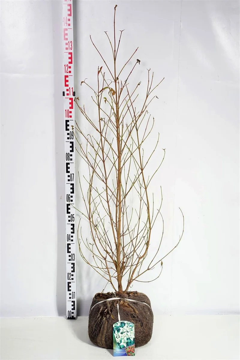 Cornus kousa chinensis 100-125 cm rotklump