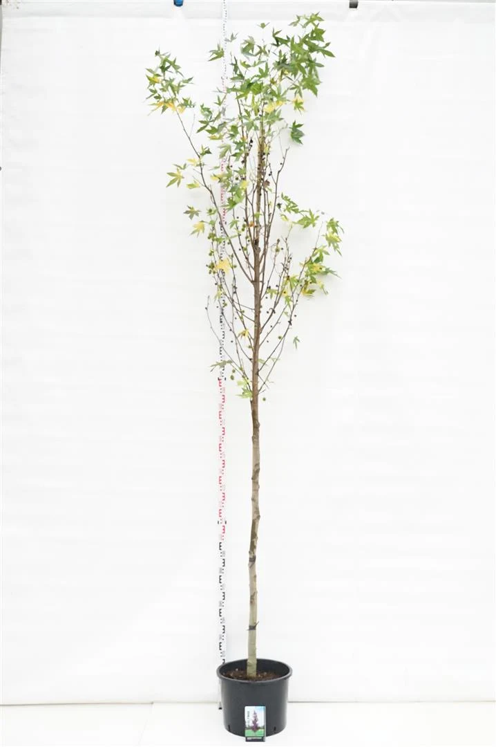 Liquidambar styraciflua 'Worplesdon' Stam 14-16 cm C35 (35 liters kruka)