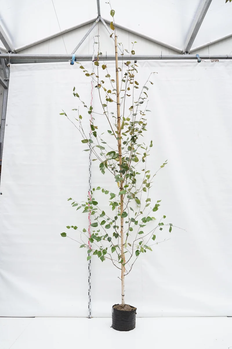 Betula ut. 'Doorenbos' 8-10 cm C20 (20 liters kruka)