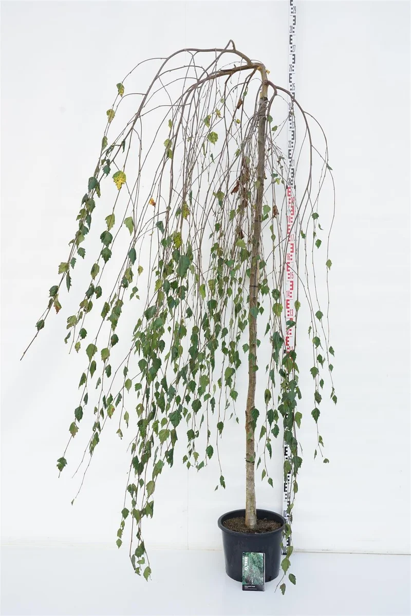 Betula pendula 'Youngii' Stam 220 cm, stamomfång 10-12 cm, C20 (20 liters kruka)