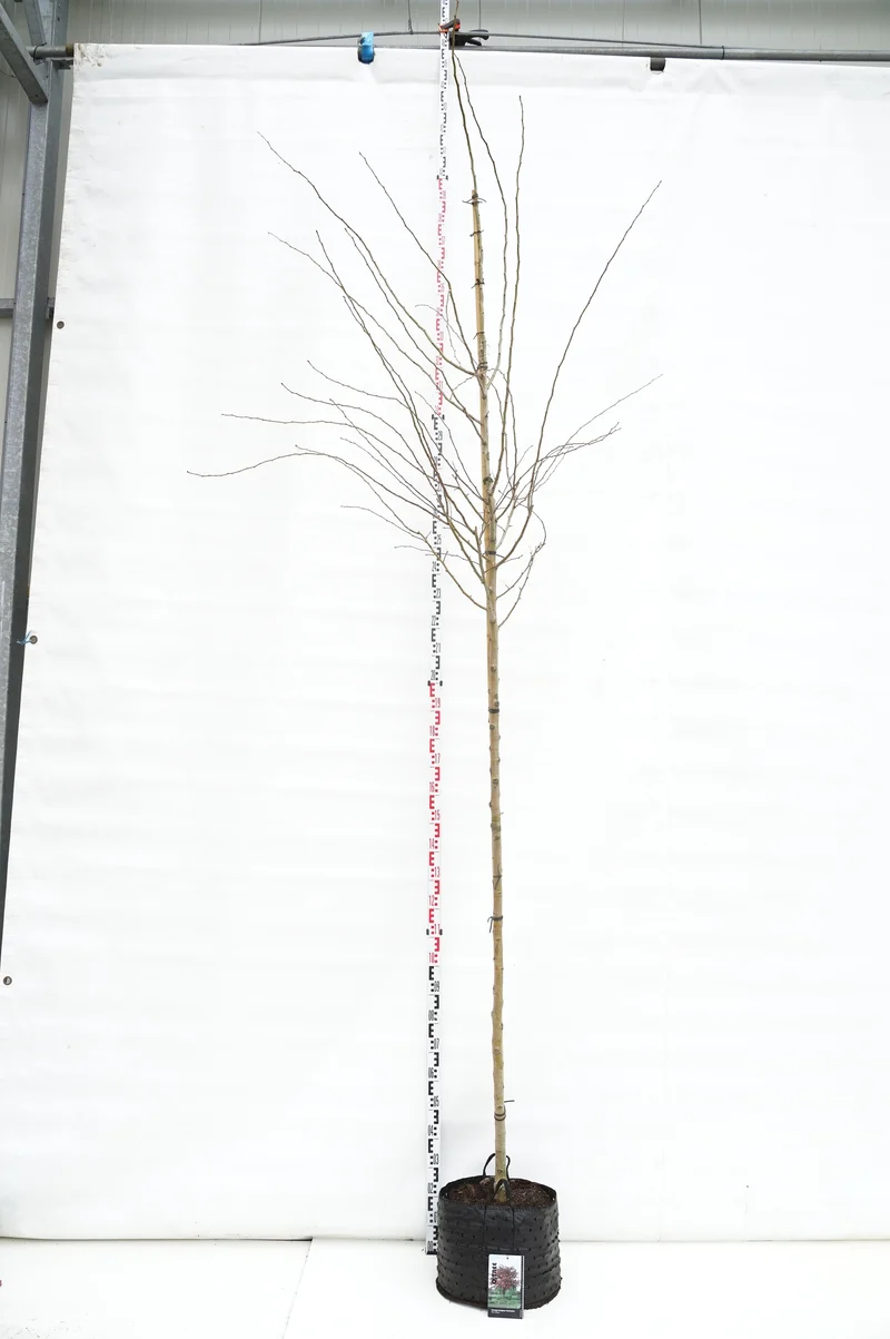 Crataegus media 'Paul's Scarlet' Stam 8-10 cm C20 (20 liters kruka)