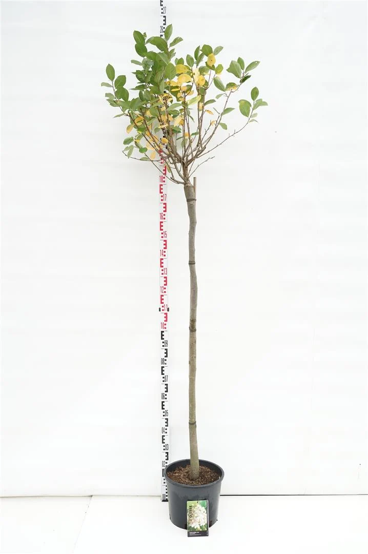Aronia prunifolia 'Aron' 150 cm stam C10 (10 liters kruka)