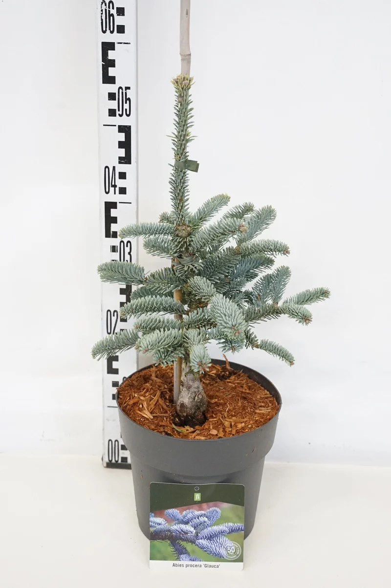 Abies procera 'Glauca' C5 (5 liters kruka) 30-40 cm