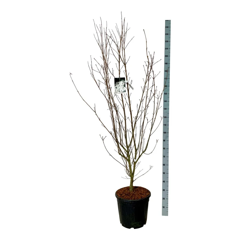 Cornus kousa 'Weisse Fontaine' C30 (30 liters kruka) 175-200 cm Extra