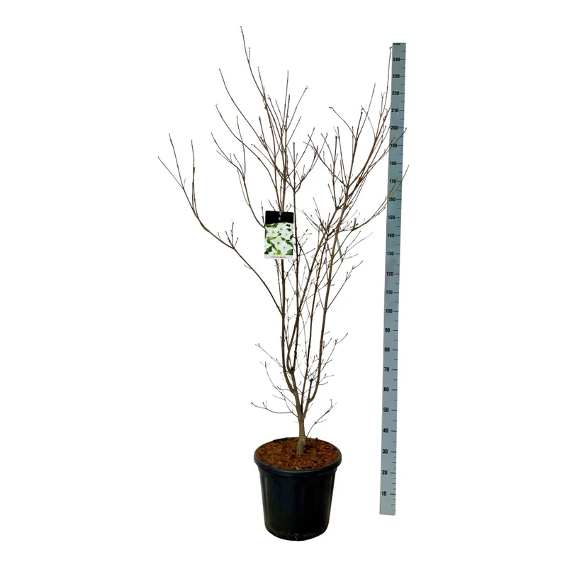 Cornus kousa 'Milky Way' C30 (30 liters kruka) 125-150 cm Extra