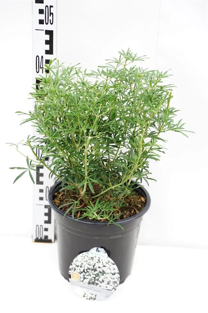 Choisya tern. 'White Dazzler' C5 (5 liters kruka) 30-40 cm