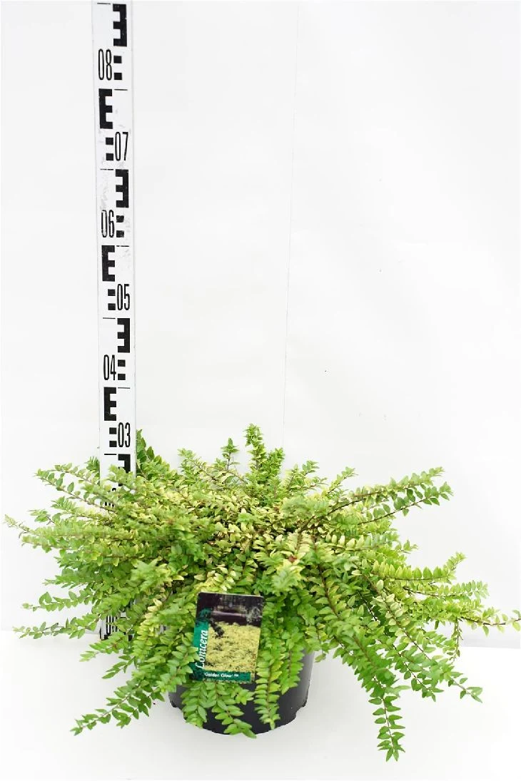 Lonicera nitida 'Golden Glow' C7,5 (7,5 liters kruka) 50-60 cm