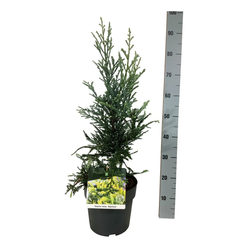 Sequoia sempervirens 'Adpressa' C7 (7 liters kruka) 50-60 cm