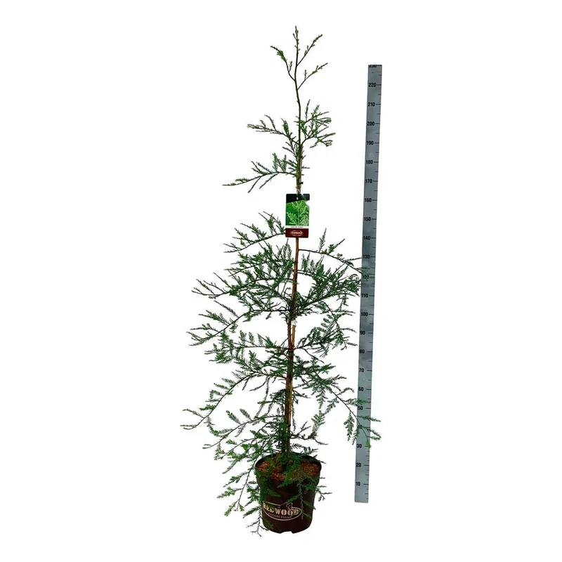Sequoia s. 'Illa Martin' C15 (15 liters kruka) 150-175 cm
