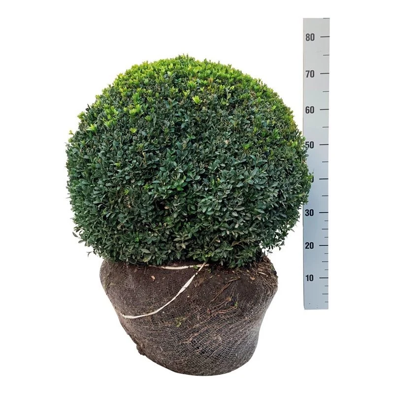 Buxus sempervirens klot 55-60 cm rotklump