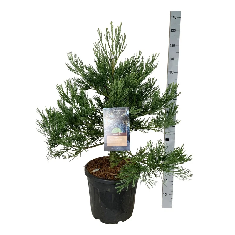 Sequoiadendron giganteum 'Healthy Mammoth Two' PBR C30 (30 liters kruka) 80-100 cm Extra