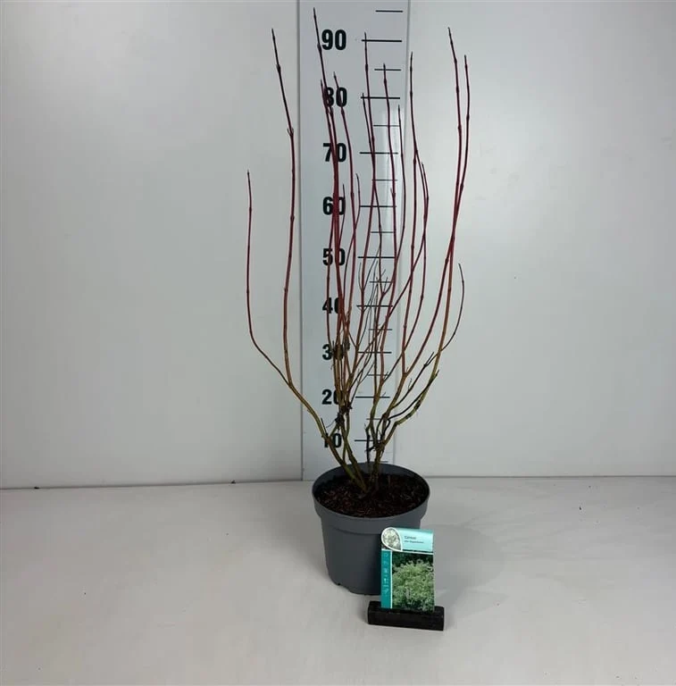 Cornus alba 'Elegantissima' 60-80 cm C3 (3 liters kruka)