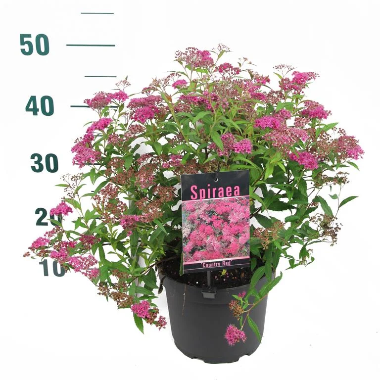 Spiraea japonica 'Country Red' C3 (3 liters kruka) 30-40 cm