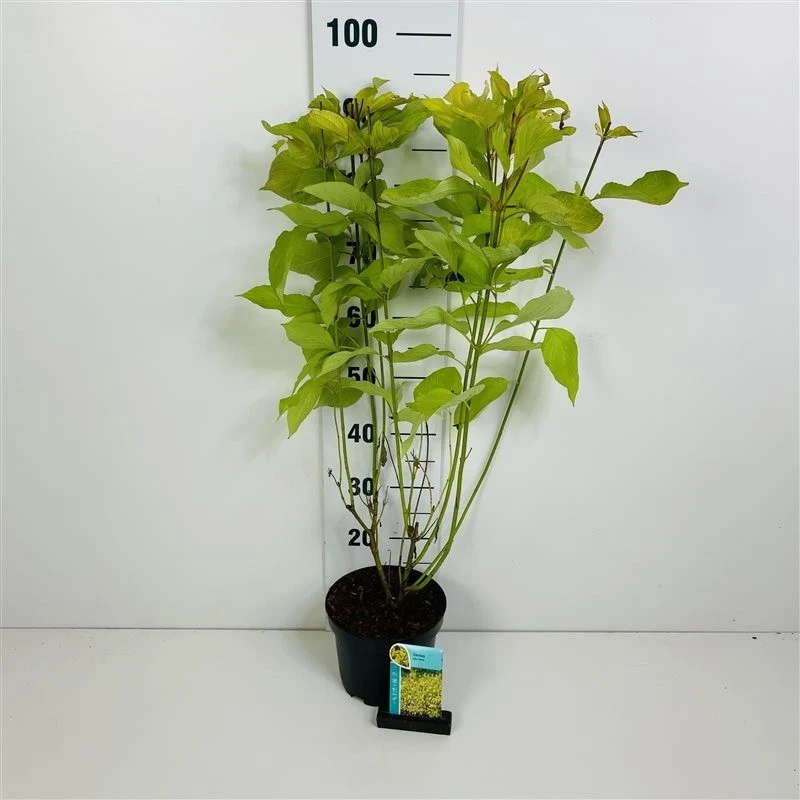 Cornus alba 'Aurea' 60-80 cm, C3 (3 liters kruka)