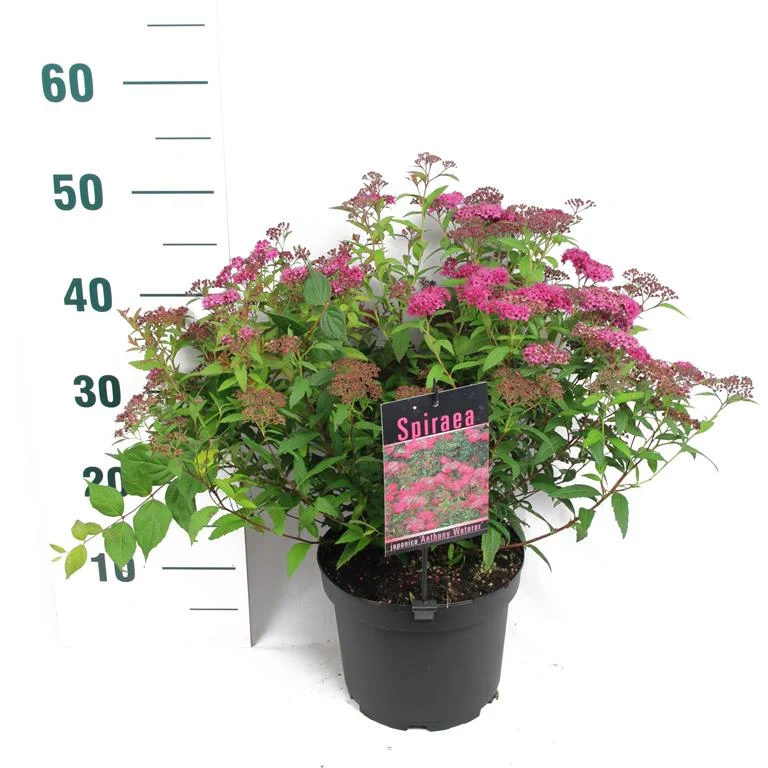 Spiraea japonica 'Anthony Waterer' C3 (3 liters kruka) 30-40 cm