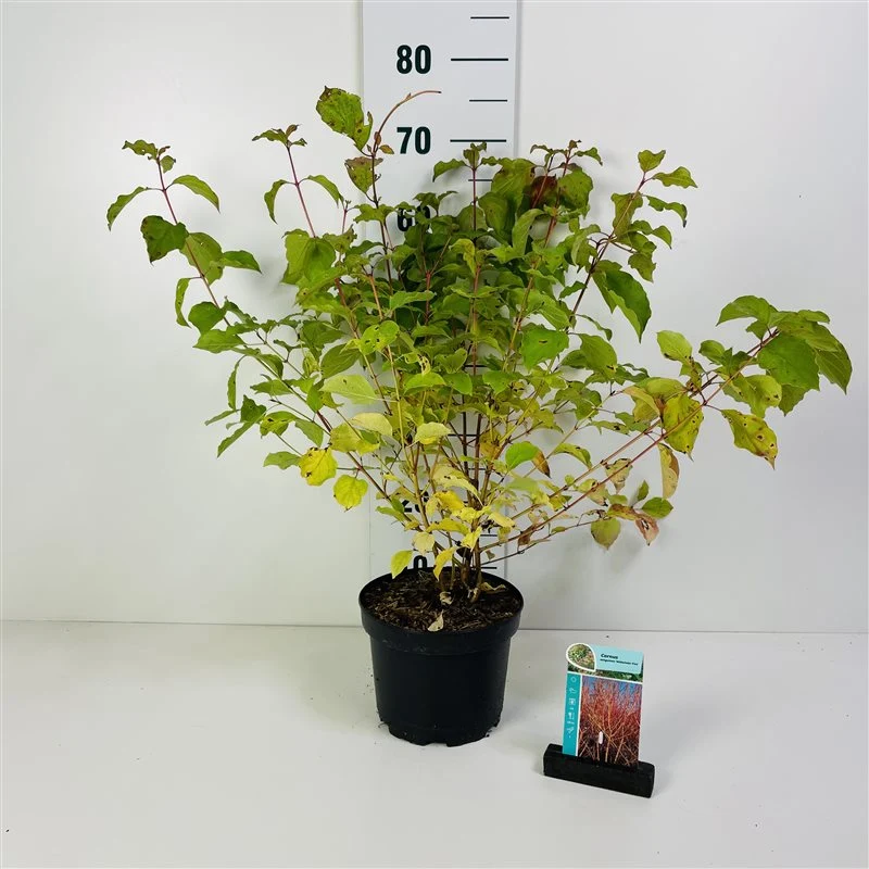 Cornus sang. 'Midwinter Fire' 50-60 cm C3 (3 liters kruka)