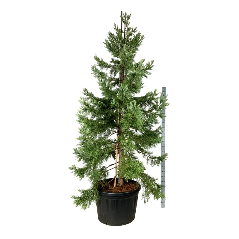 Sequoiadendron giganteum 'Healthy Mammoth Three' PBR 250-300 cm C230 (230 liters kruka) Solitär