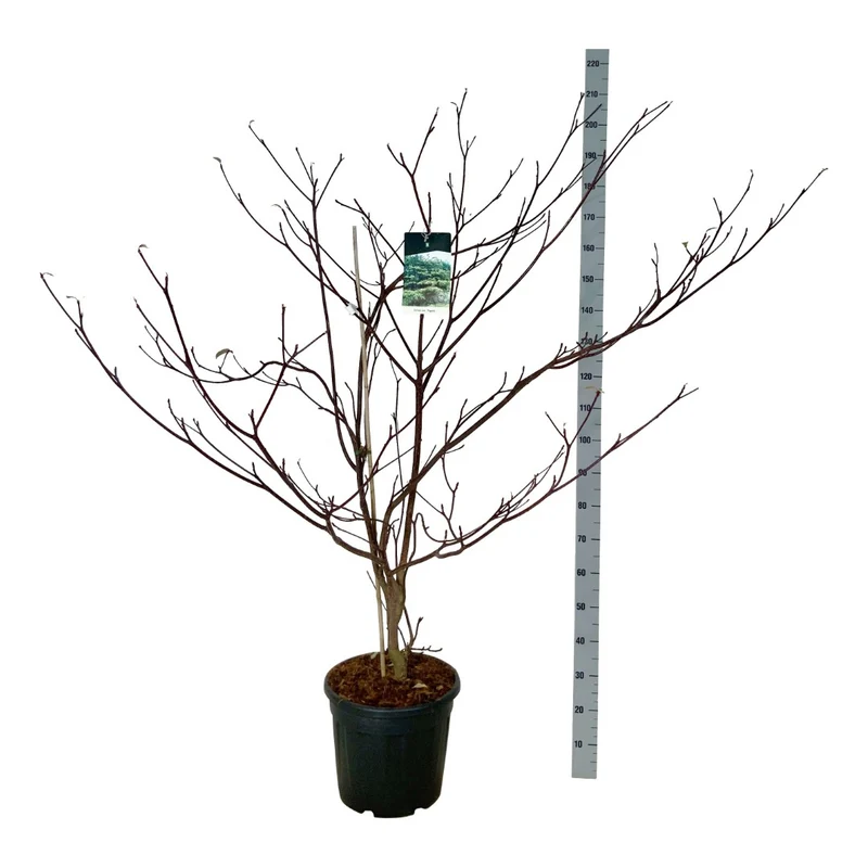 Cornus contr. 'Pagoda' C30 (30 liters kruka) 150-175 cm Extra