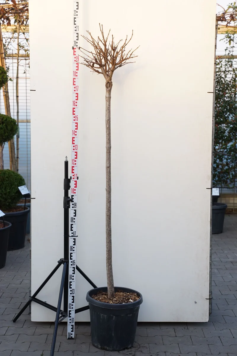 Catalpa bungei 140 cm stam C25 (25 liters kruka)