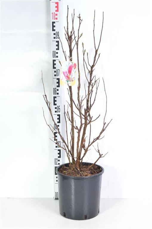 Magnolia 'Susan' 60-80 cm, C10 (10 liters kruka)