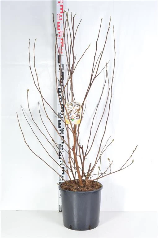 Magnolia stellata C10 (10 liters kruka) 60-80 cm