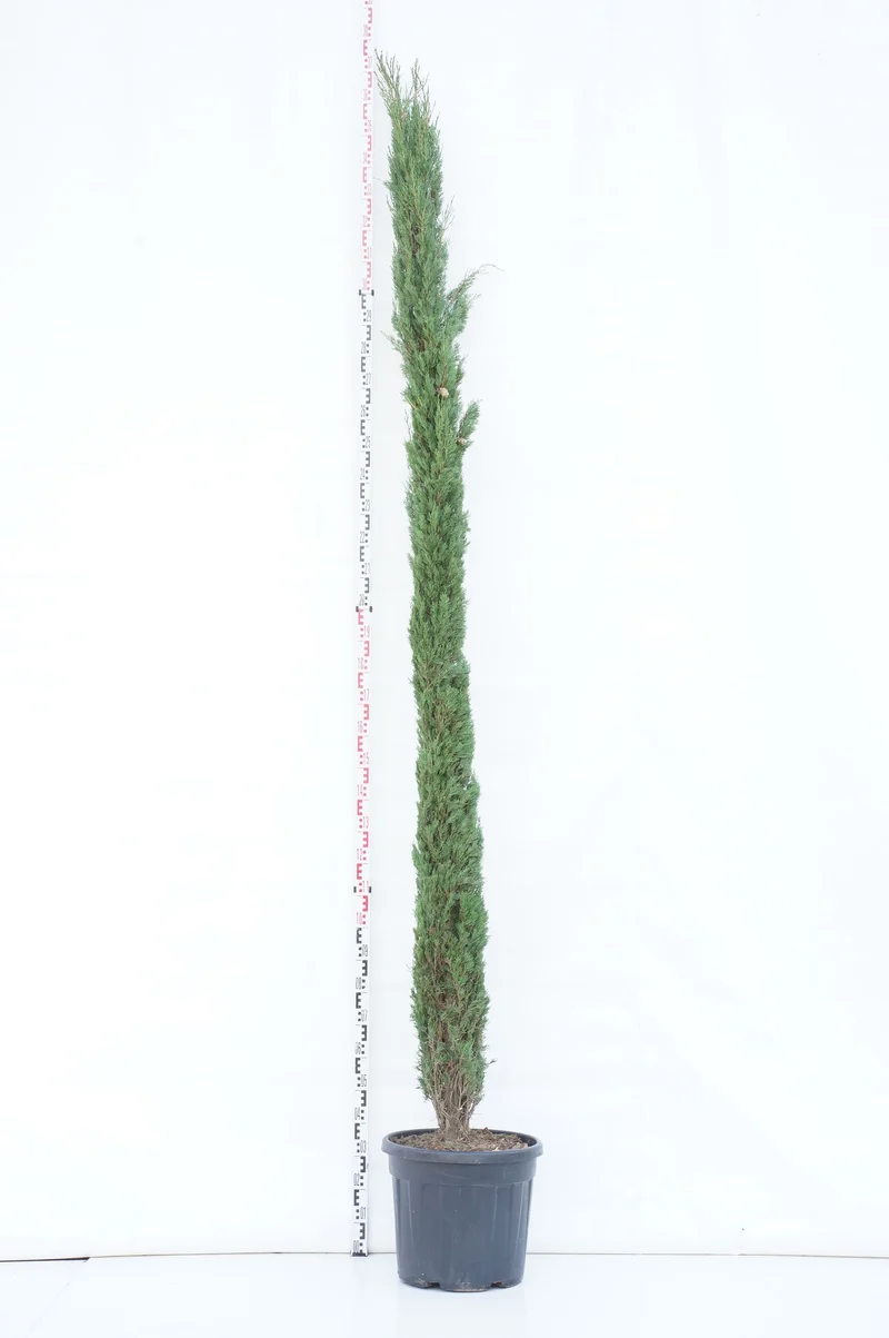 Cupressus semp. 'Pyramidalis' C55 (55 liters kruka) 300-350 cm