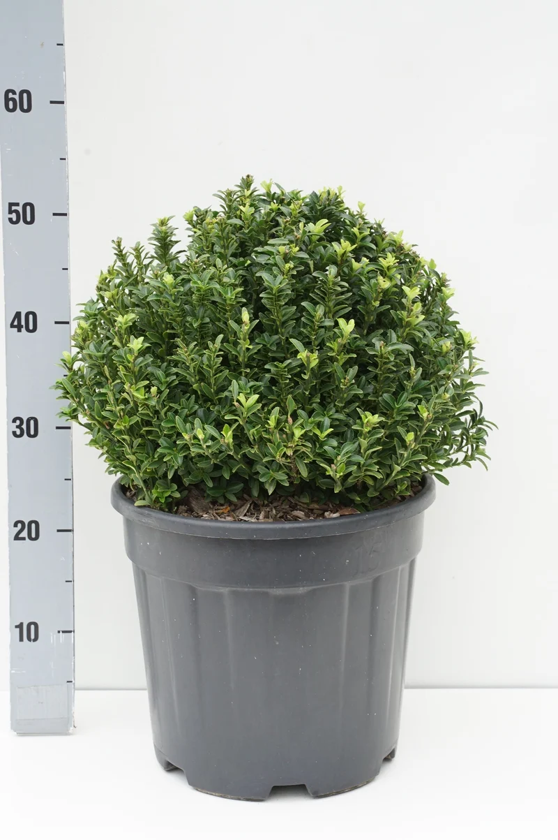 Euonymus jap. 'Microphyllus' 30-35 cm klot C15 (15 liters kruka)