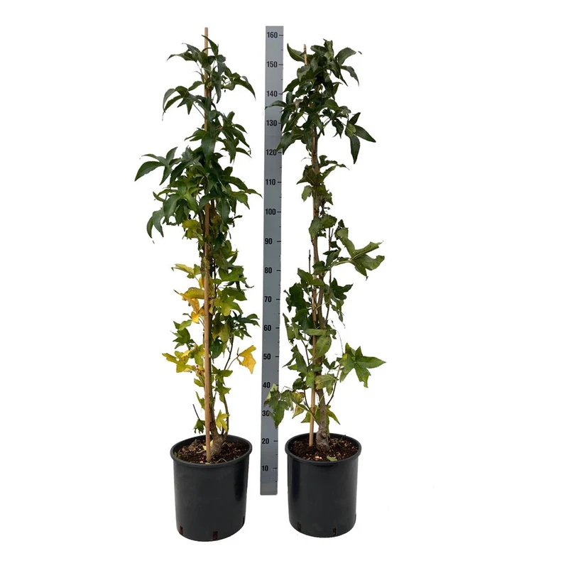 Liquidambar styraciflua 'Slender Silhouette' C10 (10 liters kruka) 125-150 cm