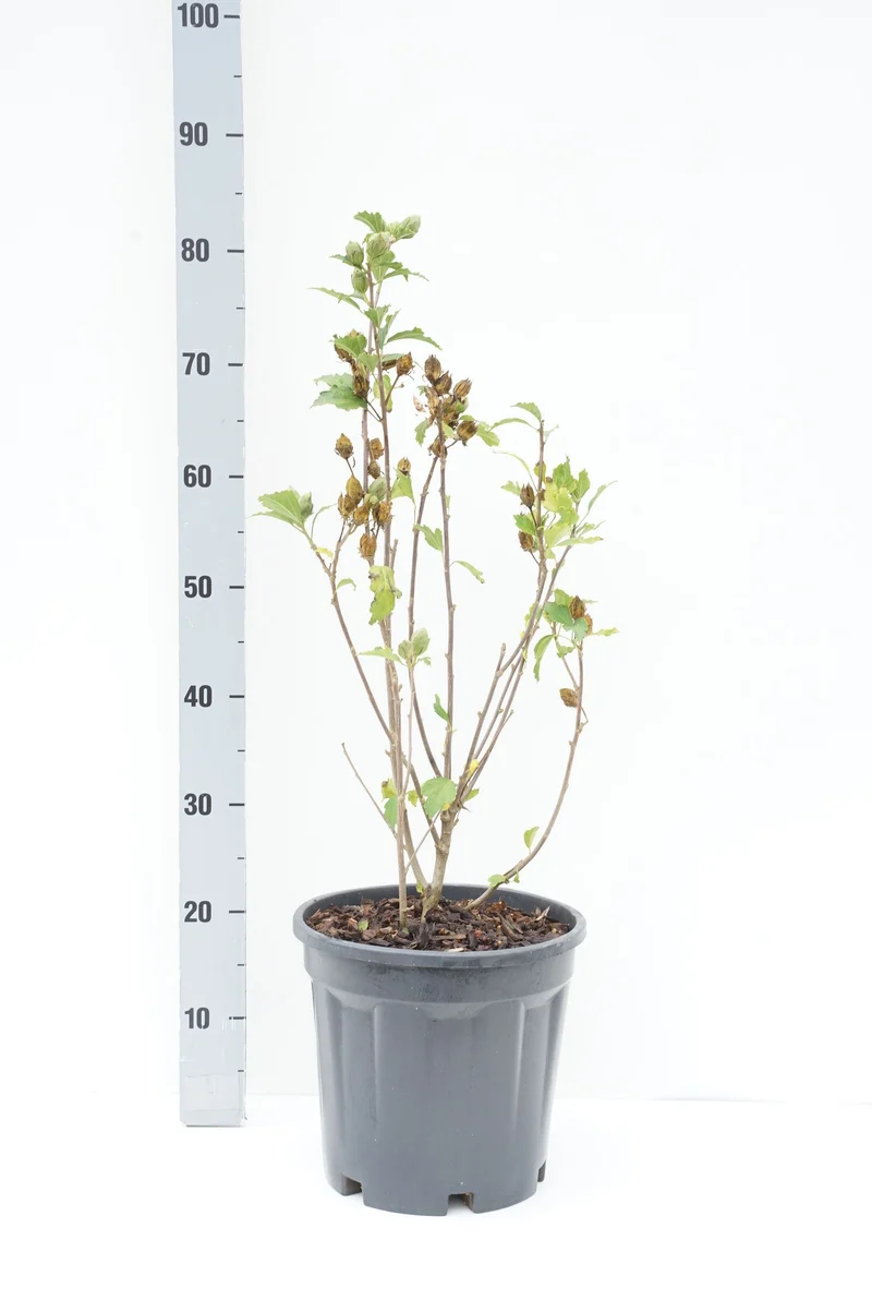 Hibiscus syriacus 'Totus Albus' C10 (10 liters kruka) 60-80 cm