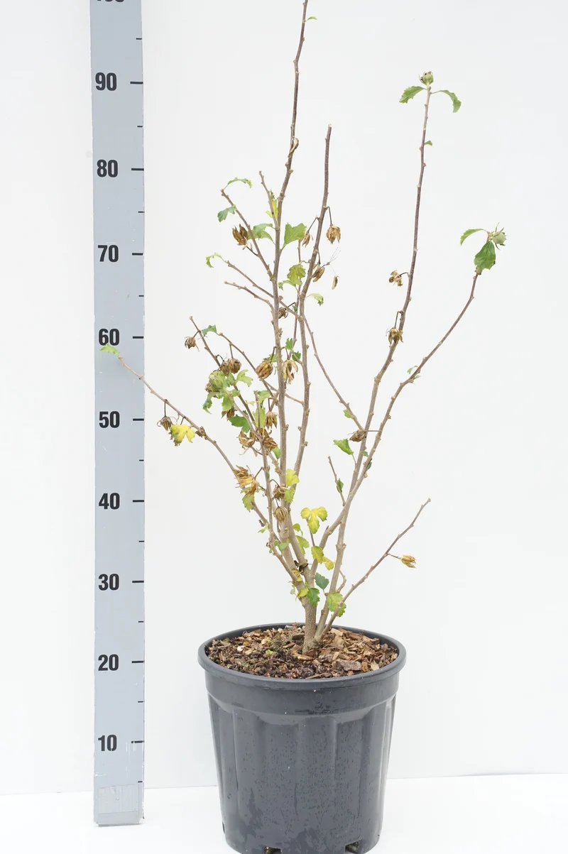 Hibiscus syriacus 'Blue Bird' C10 (10 liters kruka) 50-60 cm