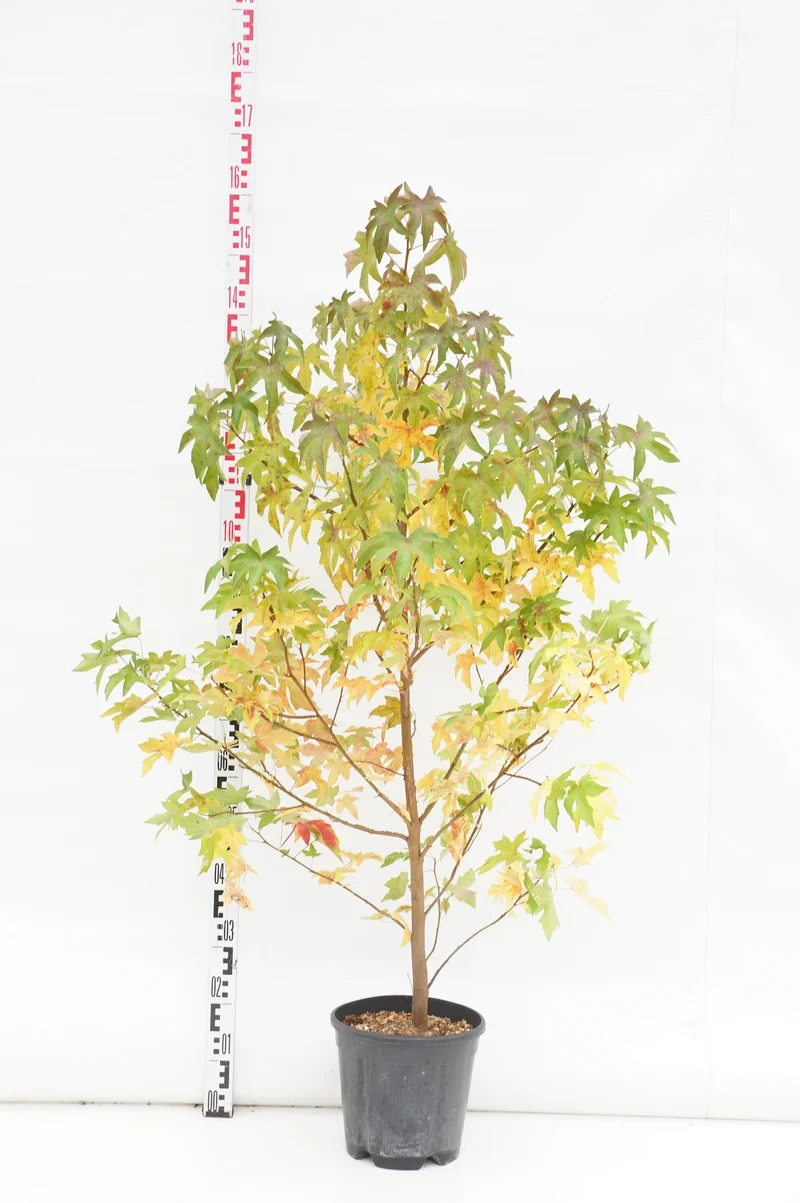 Liquidambar styraciflua C10 (10 liters kruka) 125-150 cm