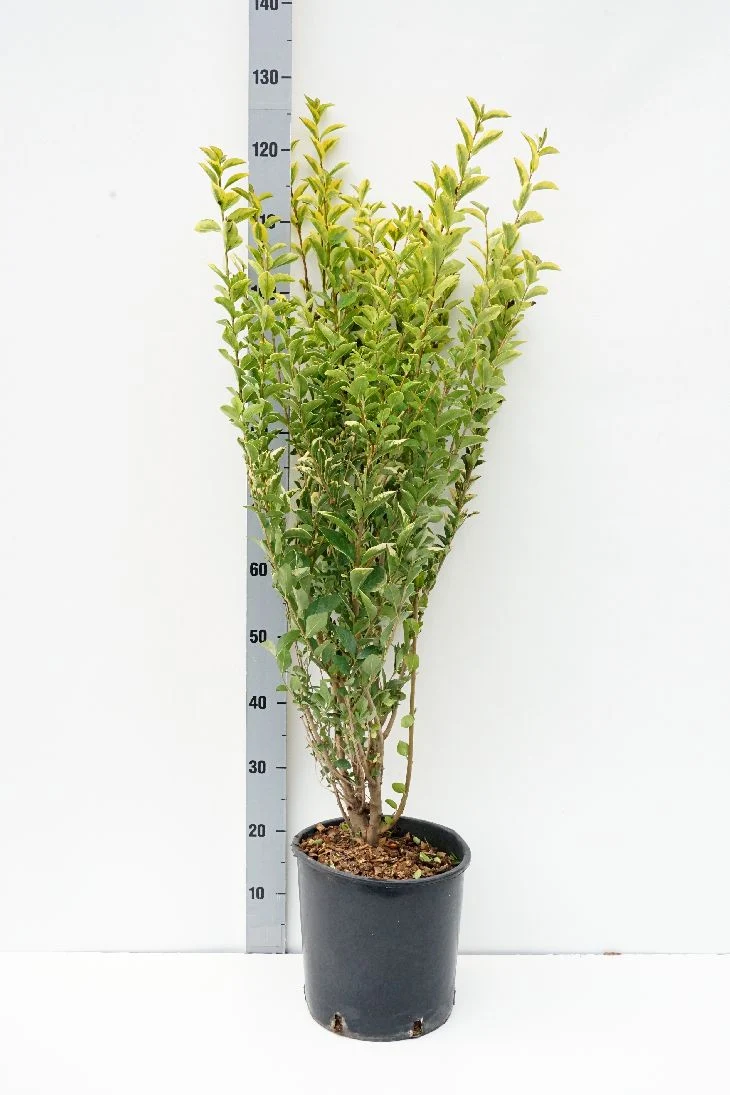 Ligustrum oval. 'Aureum' C10 (10 liters kruka) 80-100 cm