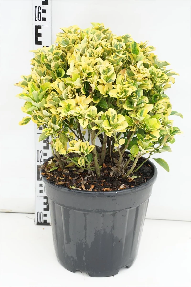 Euonymus jap. 'Elegant Aureus' C15 (15 liters kruka) 60-80 cm
