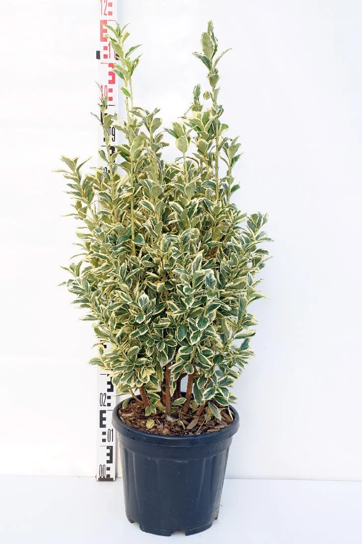 Euonymus jap. 'Bravo' C15 (15 liters kruka) 60-80 cm