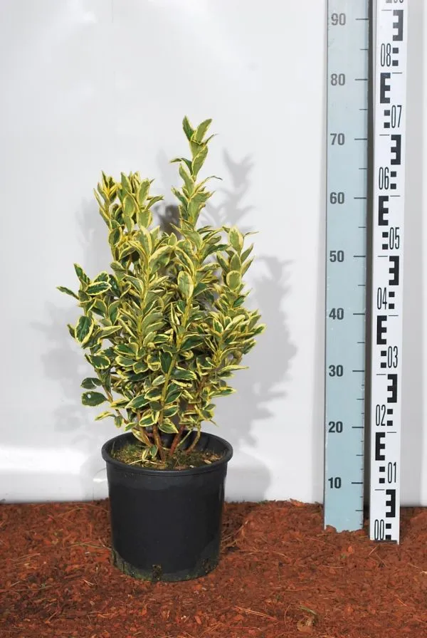 Euonymus jap. 'Bravo' C10 (10 liters kruka) 40-60 cm