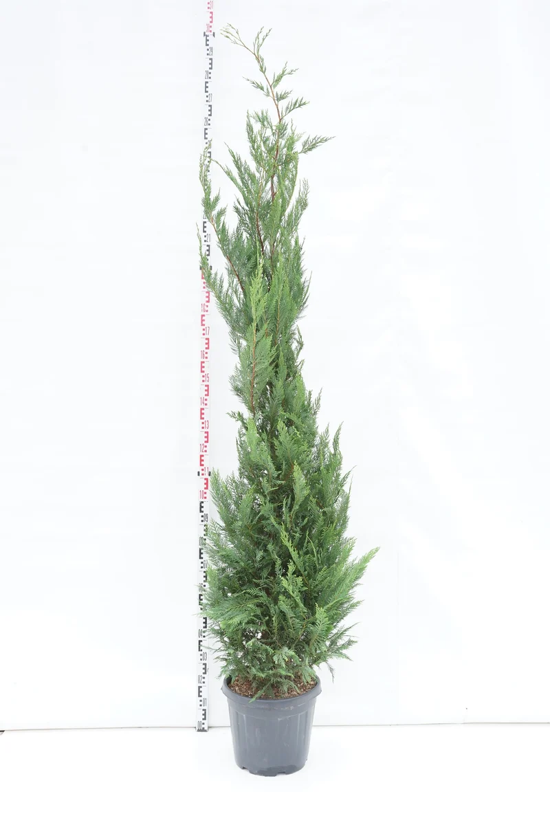 Cupressocyparis leylandii C30 (30 liters kruka) 200-250 cm
