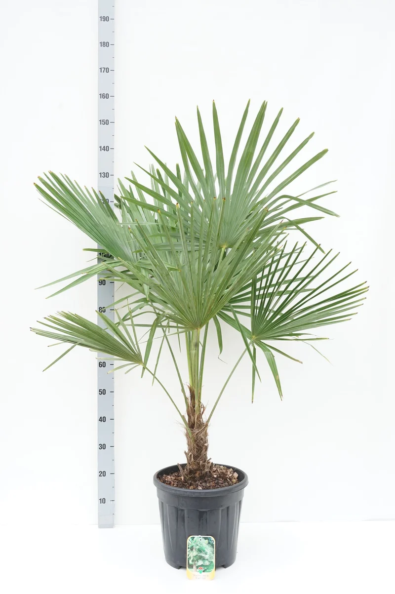 Trachycarpus fortunei 30 cm stam C15 (15 liters kruka)