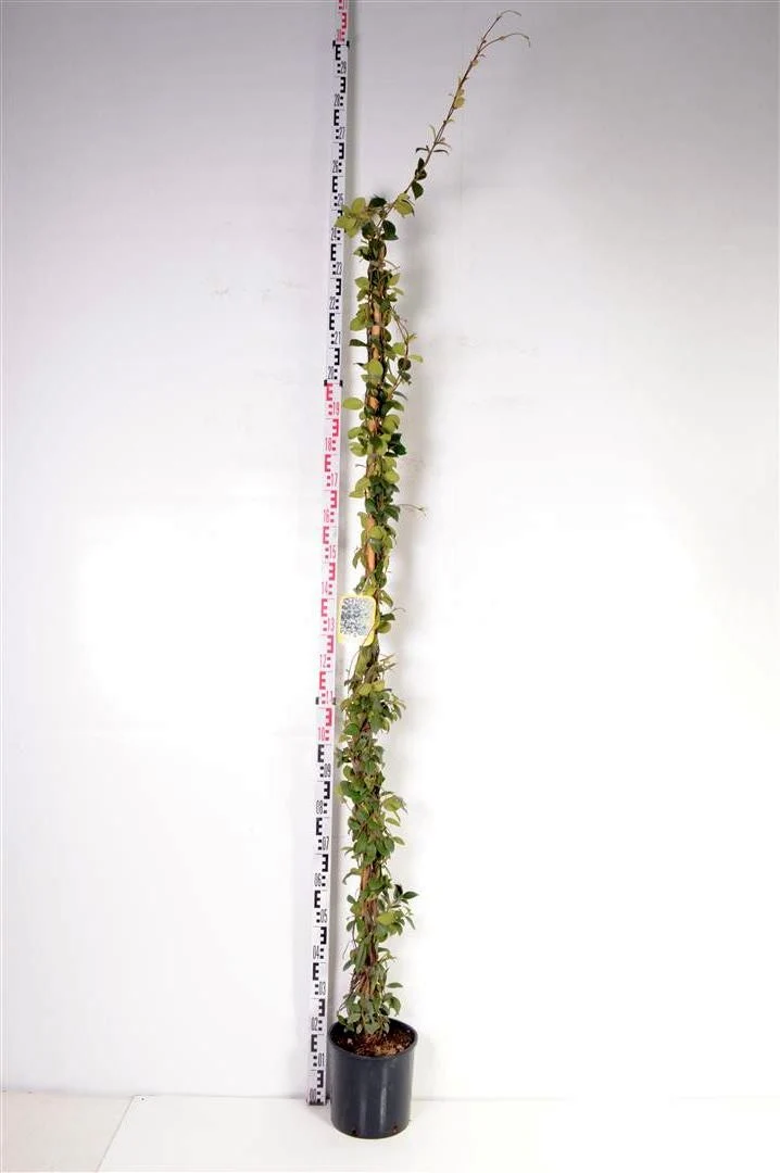 Trachelospermum jasminoides C10 (10 liters kruka) 175-200 cm