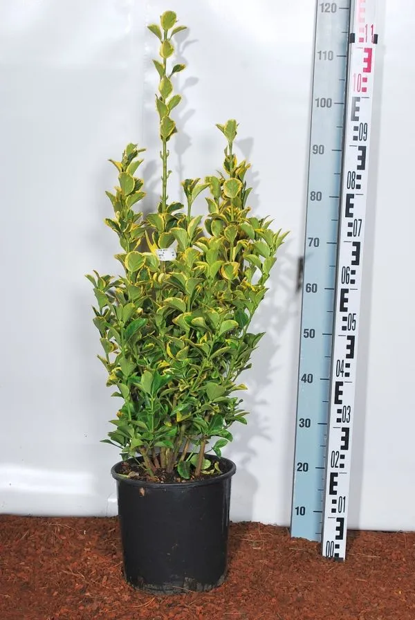 Euonymus jap. 'Elegant Aureus' C10 (10 liters kruka) 40-60 cm