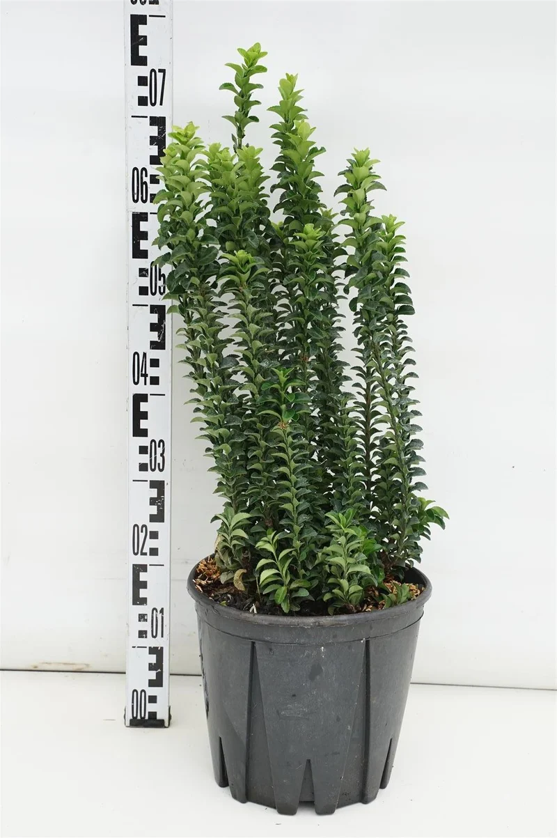 Euonymus jap. 'Benkomasaki' C10 (10 liters kruka) 40-60 cm
