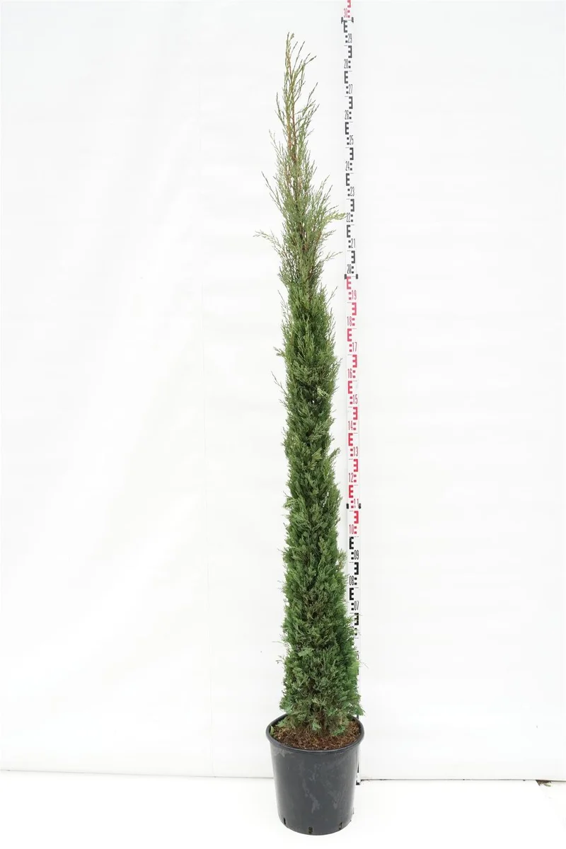 Cupressus sempervirens 'Pyramidalis' C25 (25 liters kruka) 200-225 cm