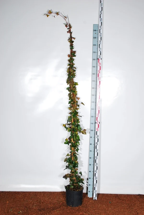 Hedera hibernica C10 (10 liters kruka) 175-200 cm