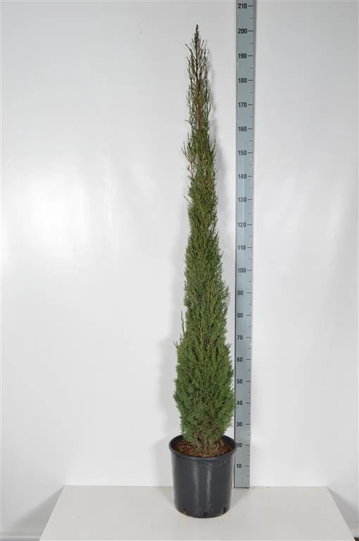 Cupressus semp. 'Pyramidalis' C15 (15 liters kruka) 150-175 cm