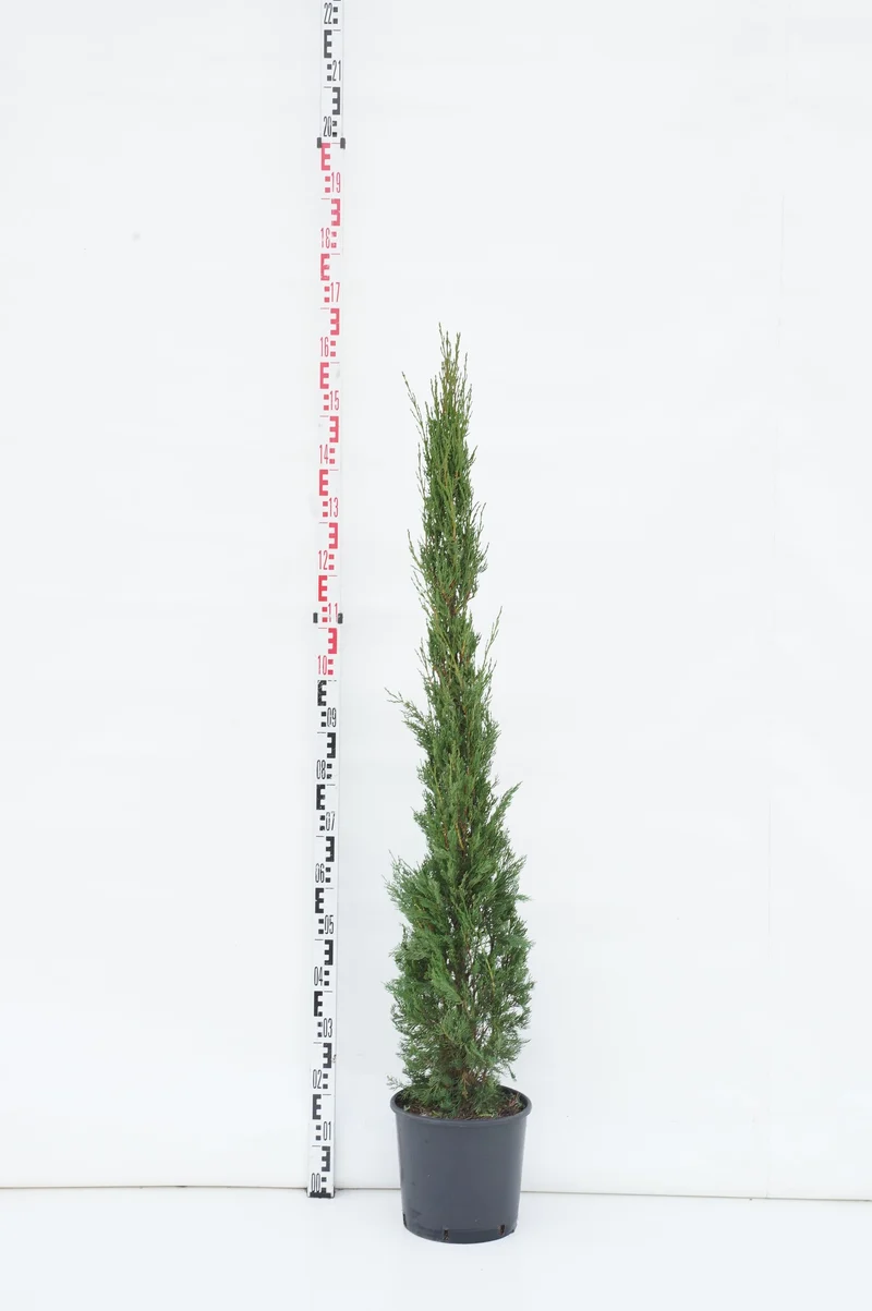 Cupressus sempervirens 'Pyramidalis' C10 (10 liters kruka) 125+ cm
